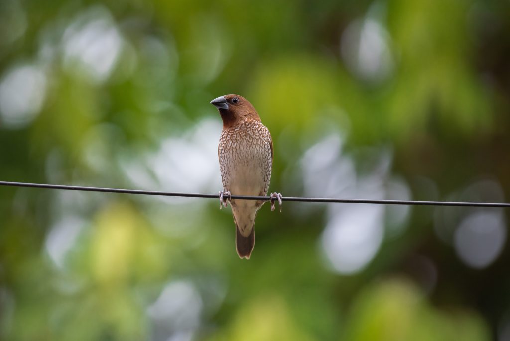 Spotted munia op stroomkabel