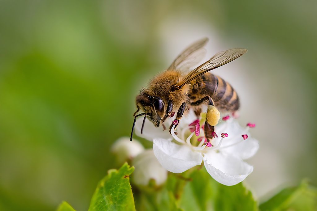 Adobe Stock bij op bloem