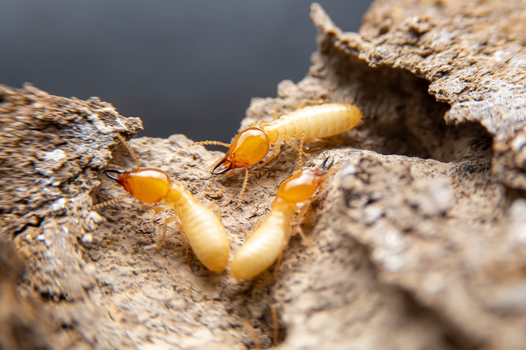 Adobe Stock termieten op hout