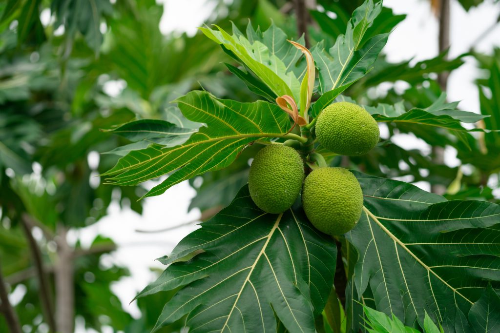 Broodfruit Broodboom Adobe Stock
