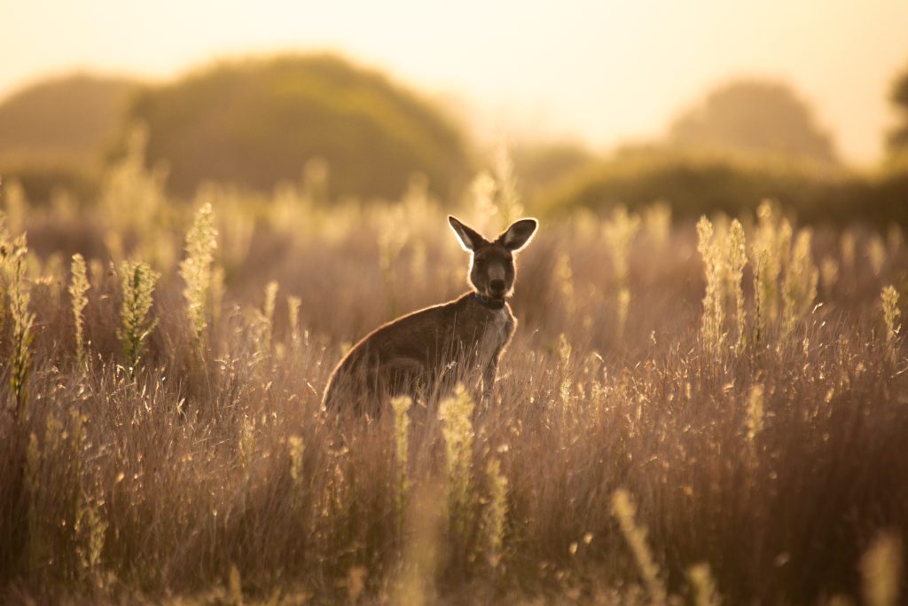 Kangaroo Australie adobe stock