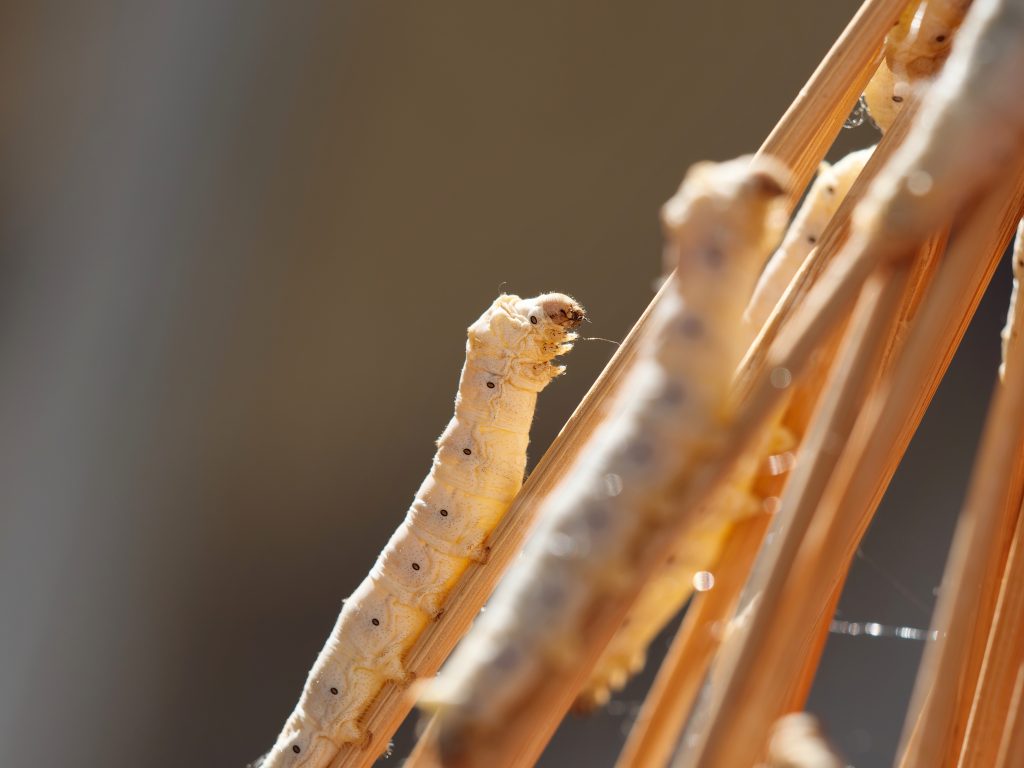 Adobe Stock 515108608