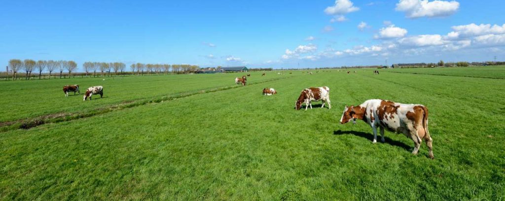 Adobestock koeien polder