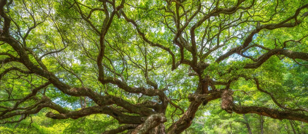 Angel oak tree