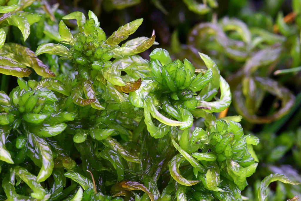Low res Sphagnum denticulatum Des Callaghan Ashop Moor SK092908