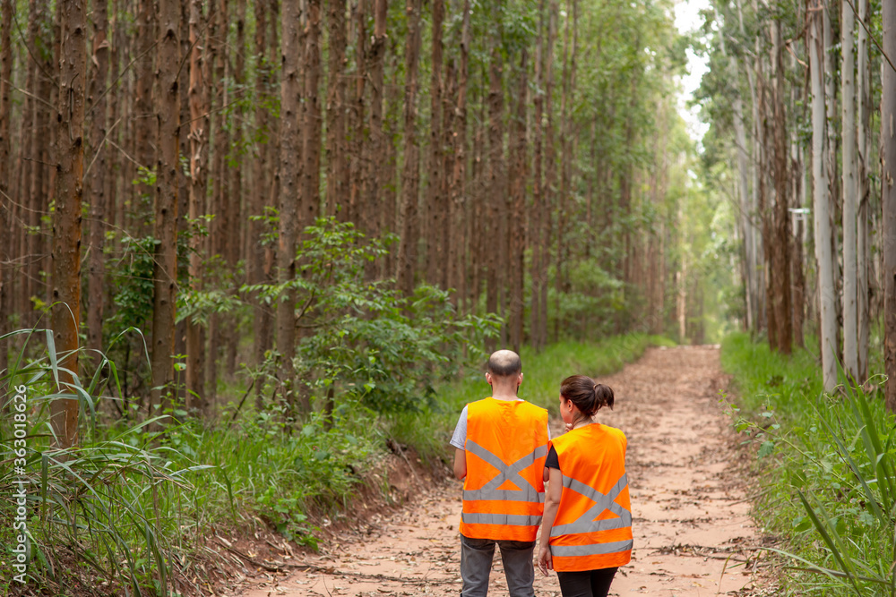 Adobe Stock mensen laten een drone vliegen in een eucalyptus plantage