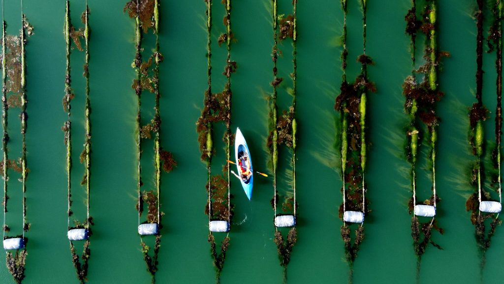 TSC Seaweed Farm Netherlands