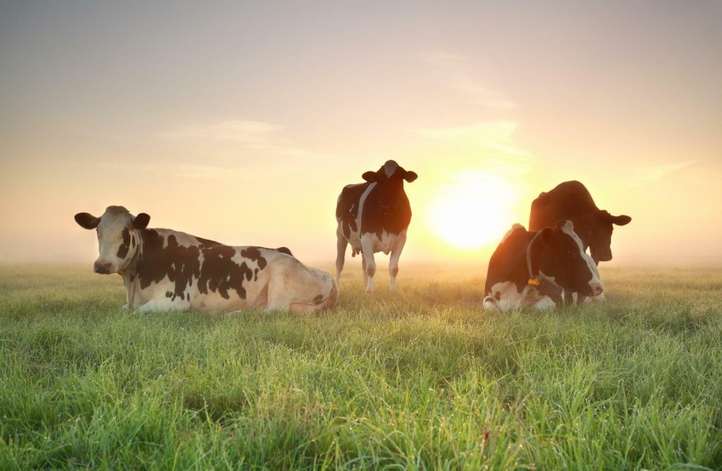 Vreugdenhil koeien bij zonsopgang 118610842 002