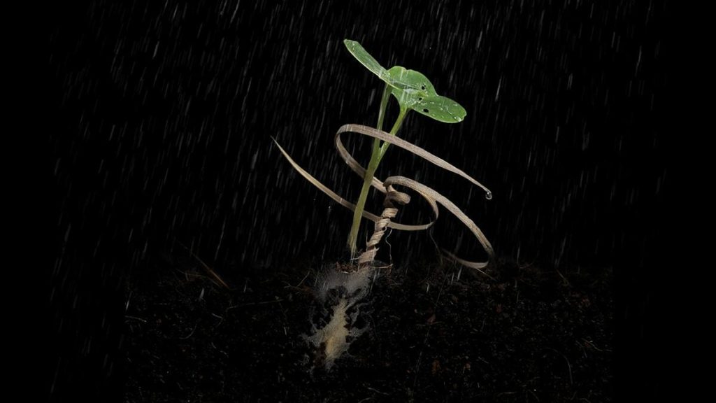 Biodegradable seed carrier 1200 min