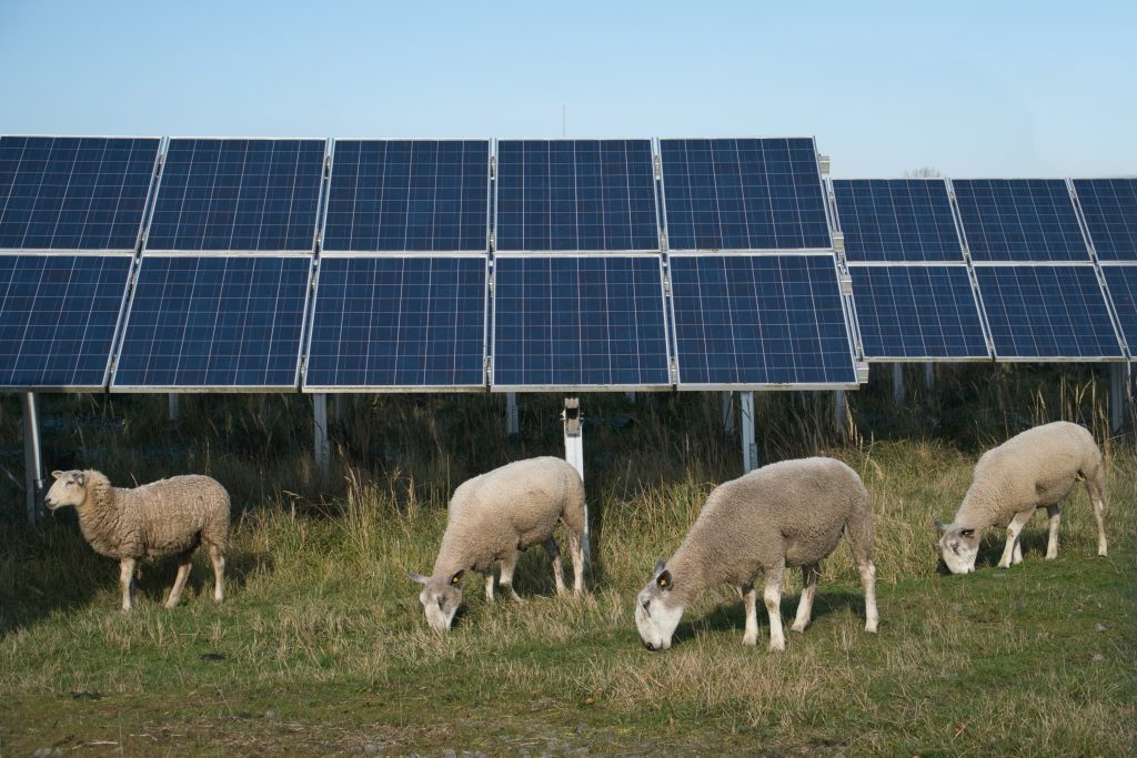 Adobe Stock schapen grazen op een veld met zonnepanelen