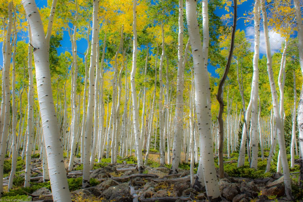Adobe Stock 254102849