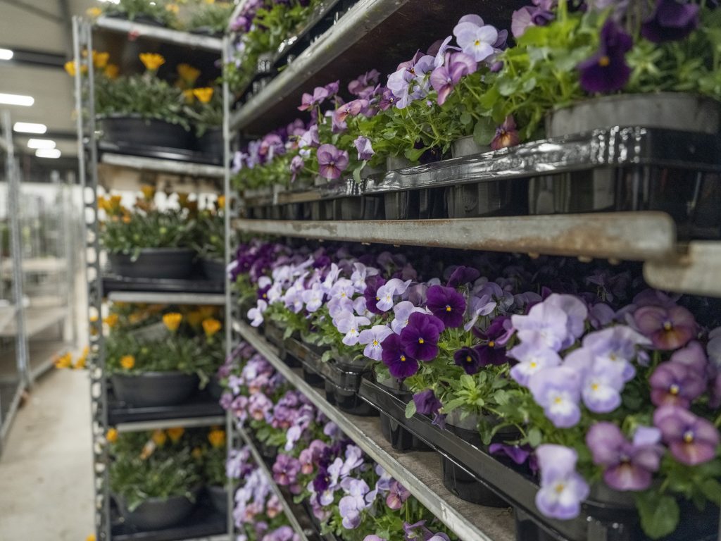 Sfeerbeeldplantjes