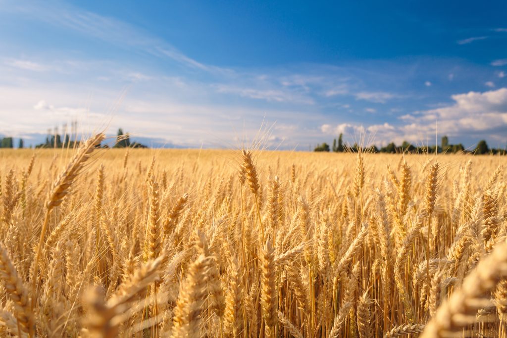 Adobe Stock 193177695 1