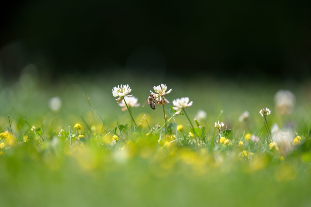 Adobe Stock 619518846