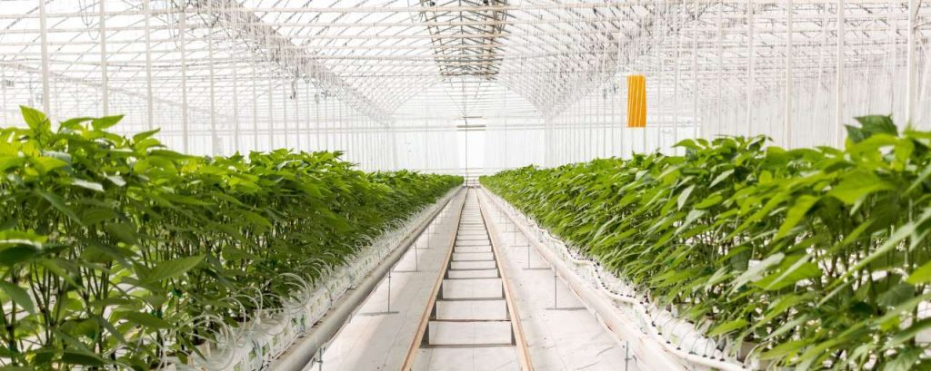 Glastuinbouw co2 kassen