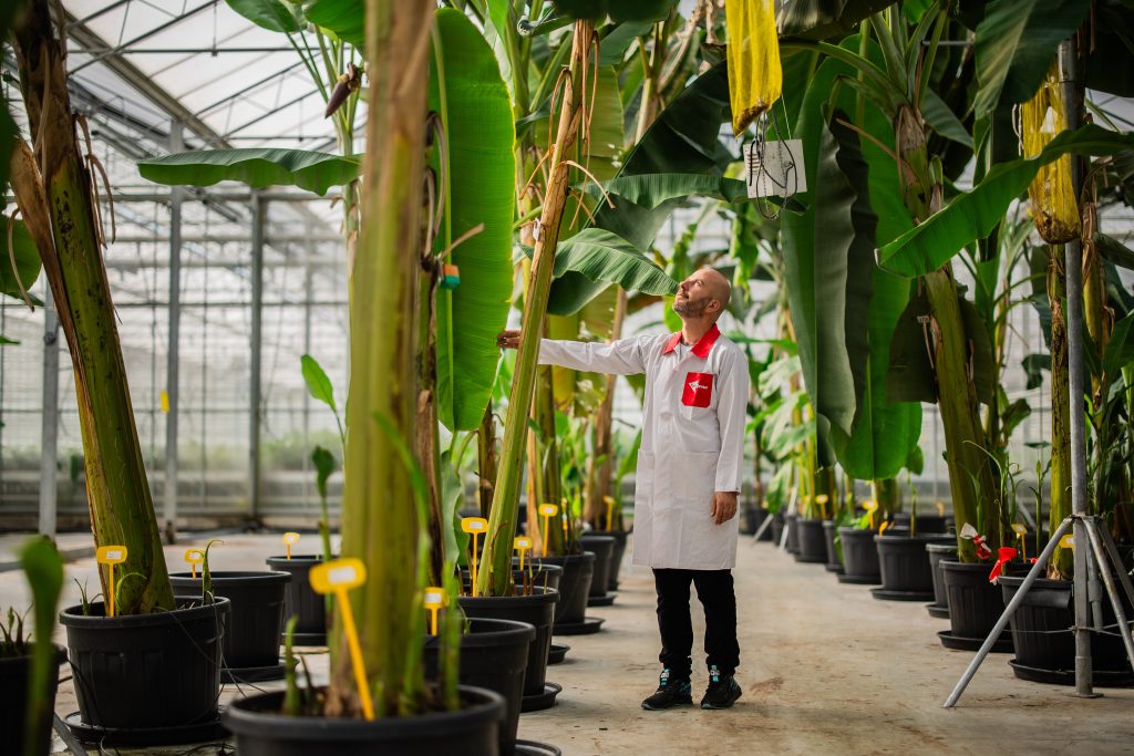 Chiquita 5