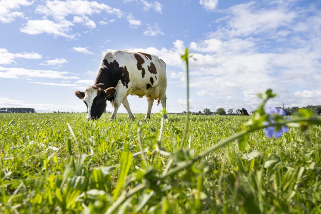 Royal Friesland Campina