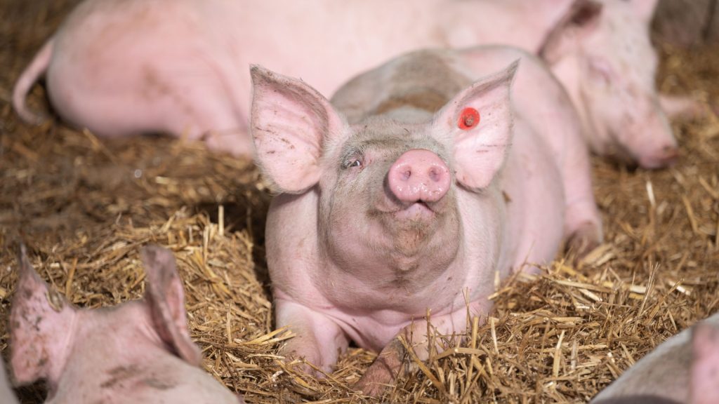 veestapel varkens