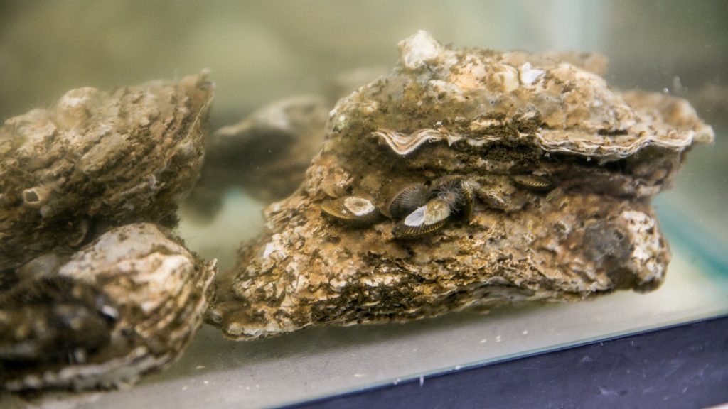 oesters
