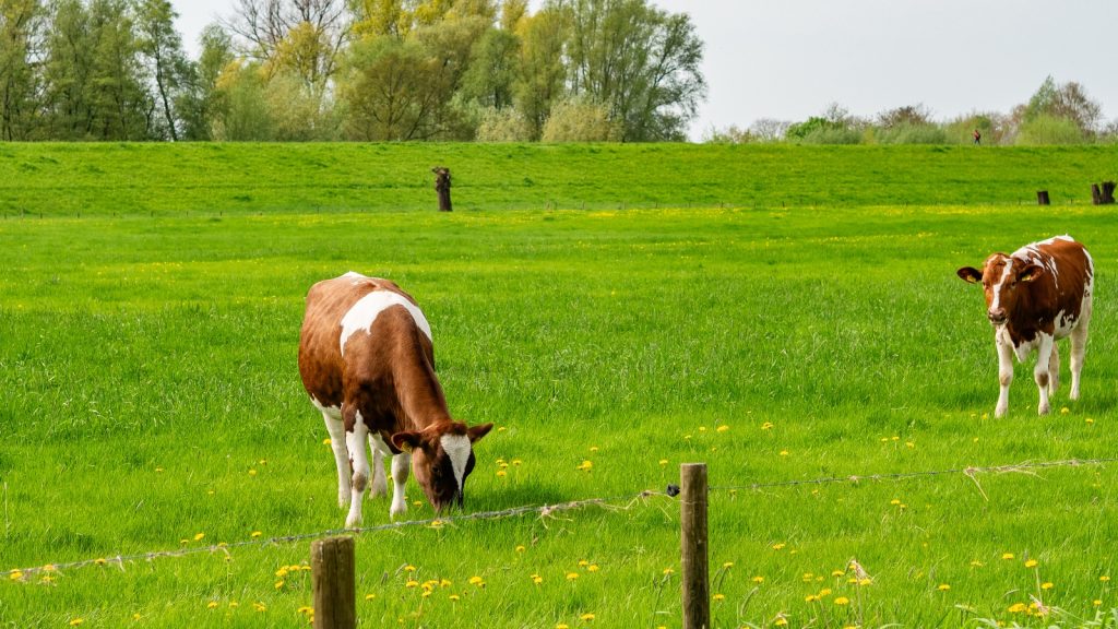 koeien veestapel