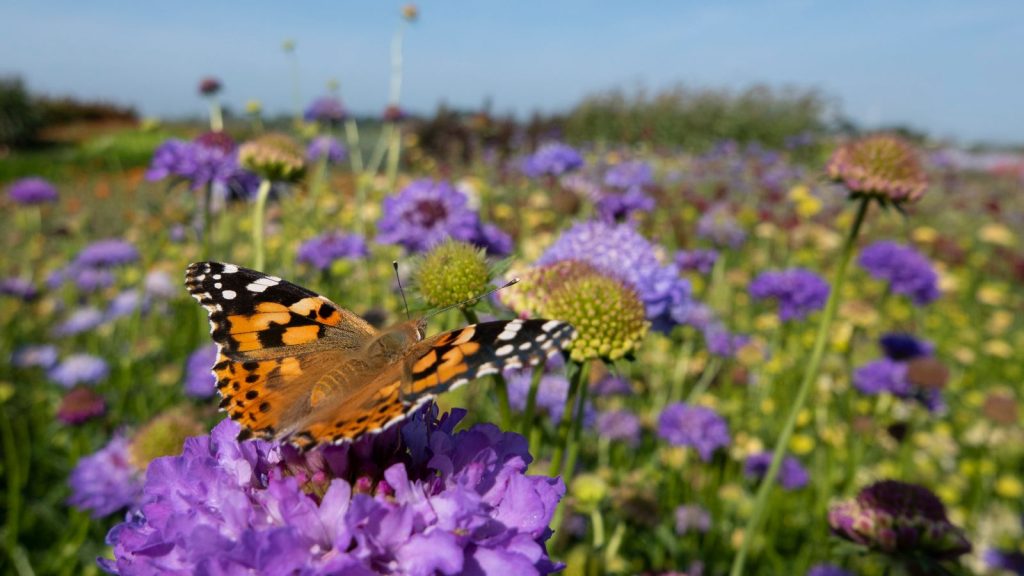 Monarch butterfly on top of a blue Scabiosa flower. High quality photo