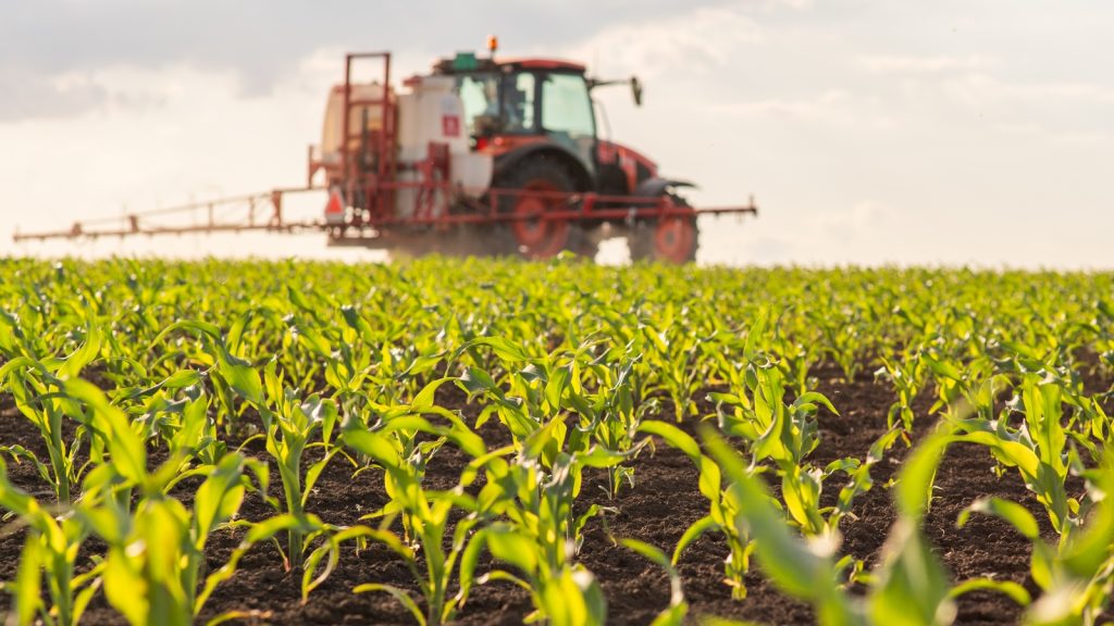 Tractor spraying pesticides on corn field  with sprayer at spring