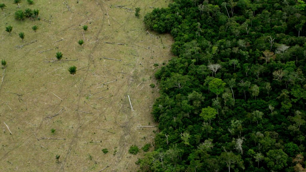 ontbossing