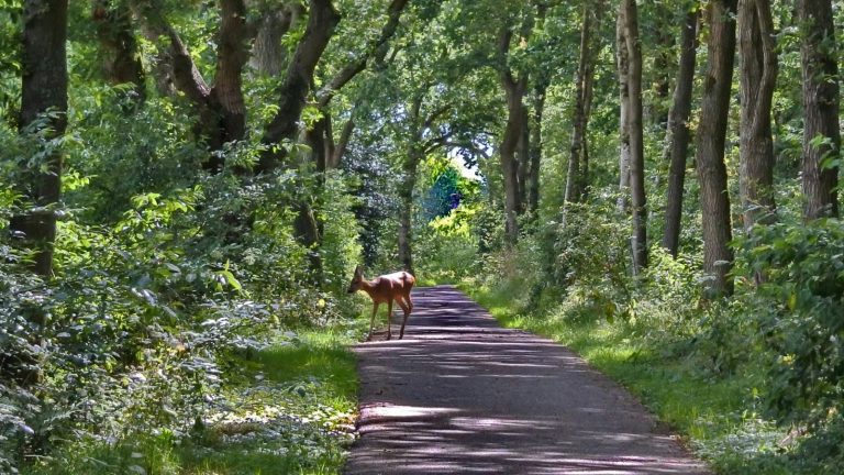Nederland bosbeheer bossen staatsbosbeheer