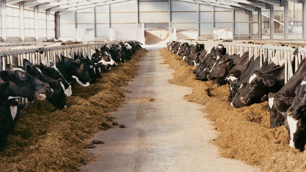 landbouw stikstof uistoot