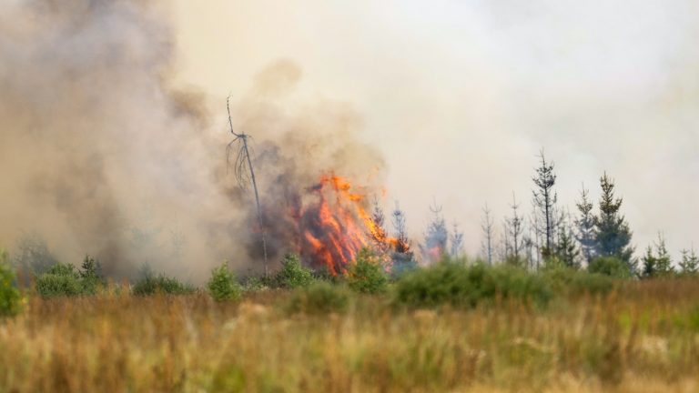 ontbossing branden EU wereldwijd CO2 emissies