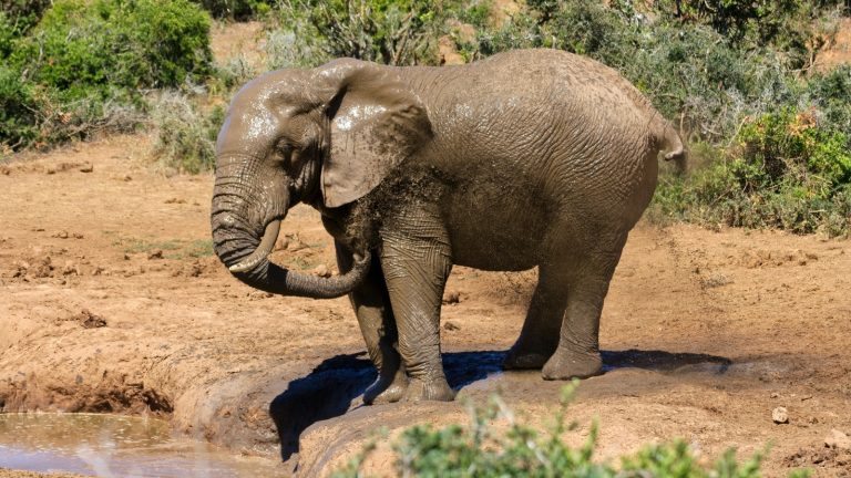 Een olifant