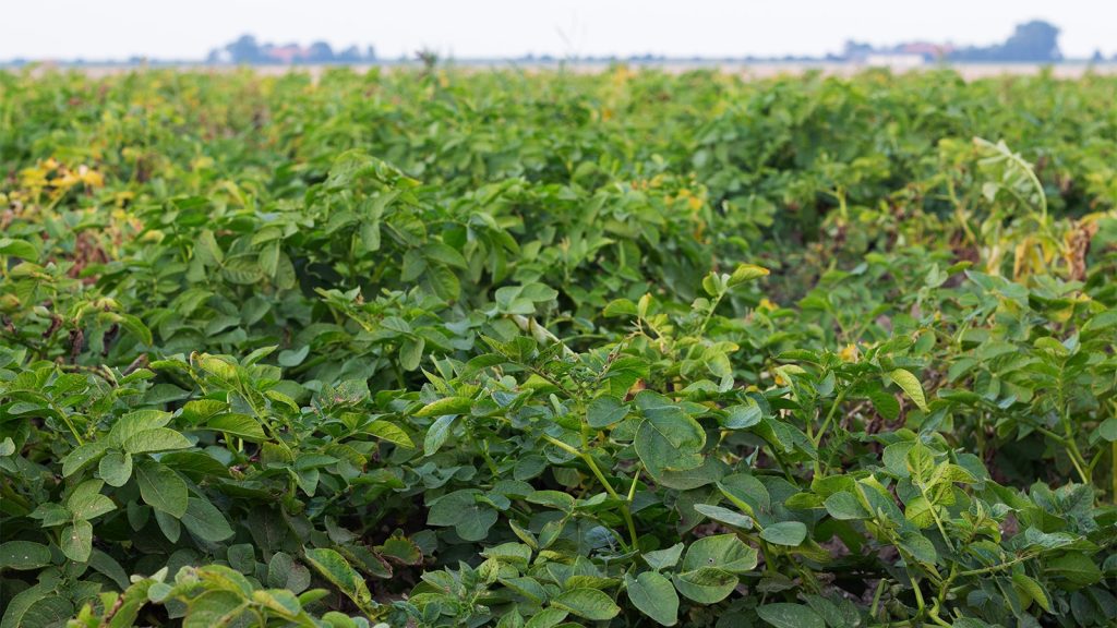 landbouw water tekort innovatie verzilting