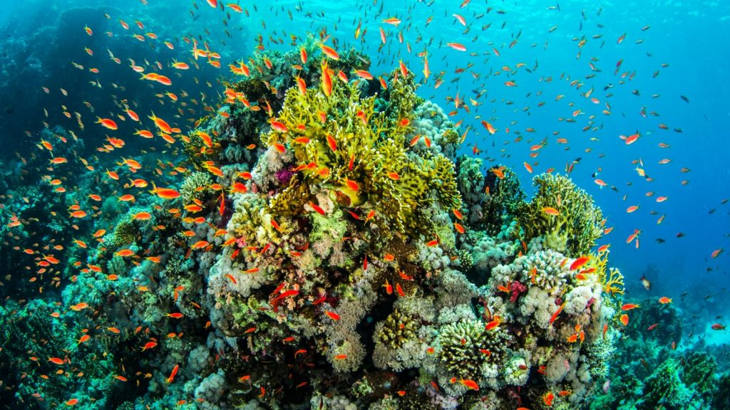 WWF biodiversiteit