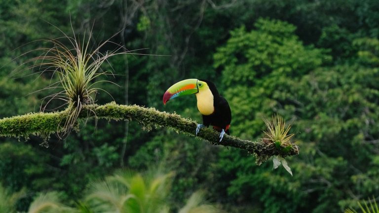 COP17 biodiversiteit VN-top Armenië
