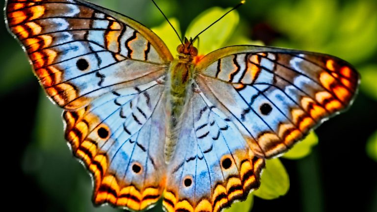 vlinders bescherming
